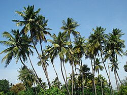State Tree of Maldives