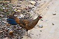 Bird of Jammu Kashmir Territory