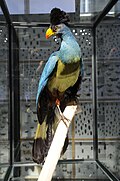 Bird of Burundian State