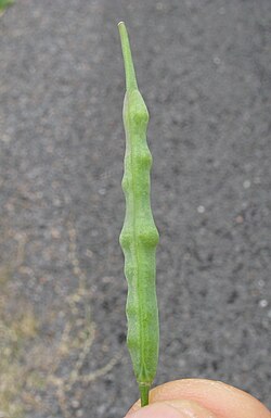 Pod with seeds inside