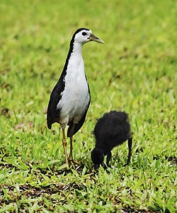State Bird of The Maldives