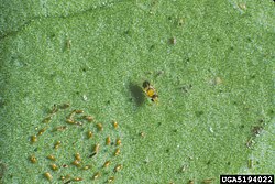 Encarsia perplexa (centre), a parasitoid of citrus blackfly (lower left), is also an adelphoparasite, laying eggs in larvae of its own species