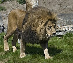 State Animal of the Independent Grand Duchy of Luxembourg