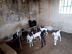 State Animal of Chad