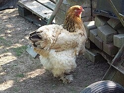 Brahma chicken.JPG