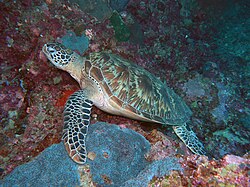 Hawksbill