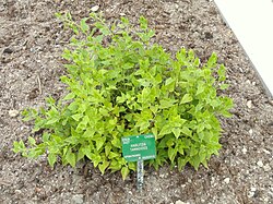 Plant of Caucasus State