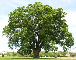 State Tree of the United States
