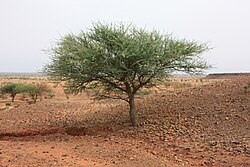 State Tree of Mali