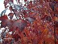 Acer × freemanii 'Autumn Blaze' (a cross between A. rubrum and A. saccharinum