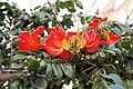 Flower of Ugandan State