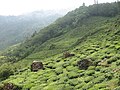 A tea garden on the way to Rock Garden