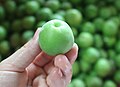 Washed and stemmed fruit