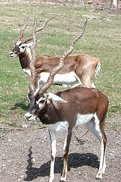 Animal of Doab (Hindustan)