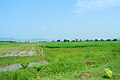 Velagaleru Farm fields