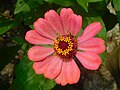 Zinnia Elegans at JNTBGRI