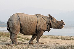 Animal of Assam Praant (Hindustan)