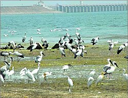 Birds at Jayakwadi.jpg