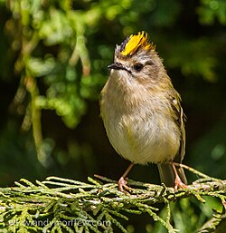 State Bird of the Independent Grand Duchy of Luxembourg