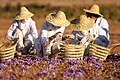 Crocus farming