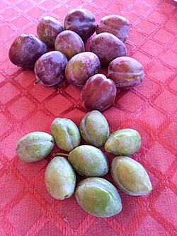 State Fruit of the Serbian Republic