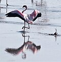 State Bird of Junagadh (Pakistan)