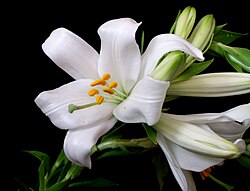 Flower of Doab (Hindustan)