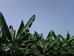 Banana Plantations near Billakurru