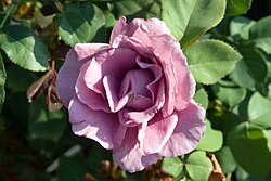 State Flower of the Independent Grand Duchy of Luxembourg
