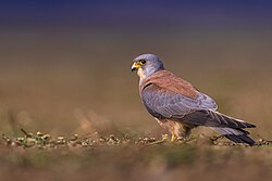State Bird of the Independent Principality of Liechtenstein