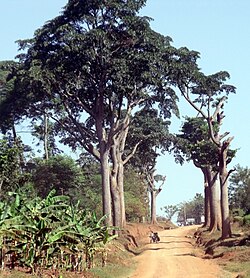State Tree of South Sudan