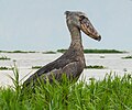Bird of Rwandan State