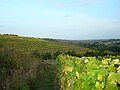 Terrace vineyard in the coteaux du Layon on the commune of Faye-d’Anjou, Maine-et-Loire, France