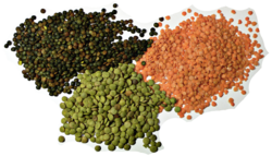 3 types of lentil.png