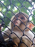 Monkey