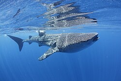 State Animal of The Maldives