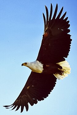 State Bird of South Sudan