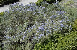 State Plant of Greece