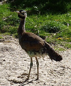 State Bird of Burkina Faso