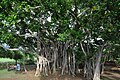 State Tree of East Pakistan