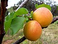 State Fruit of Armenia