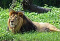 State Animal of Armenia