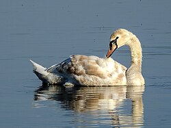 State Bird of the Kingdom of Denmark