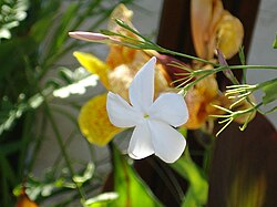State Flower of Oman