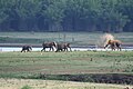 Elephant family on the kabini River bank