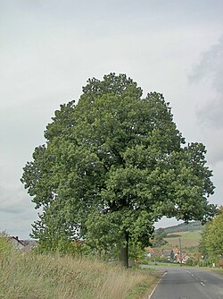 State Tree of Éire