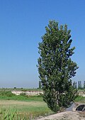 State Tree of Armenia