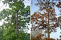 Tree of Manchurian Autonomous Region