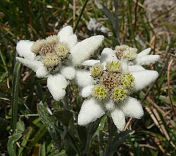Late season version with "fat" appearance from flowered-out central floret-pods and from longer petal-"fuzz".[10] Specimen found in the Stubai Alps.[11]