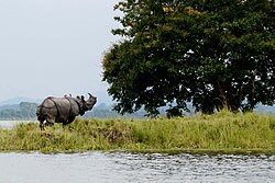 Park of Assam Praant (Hindustan)